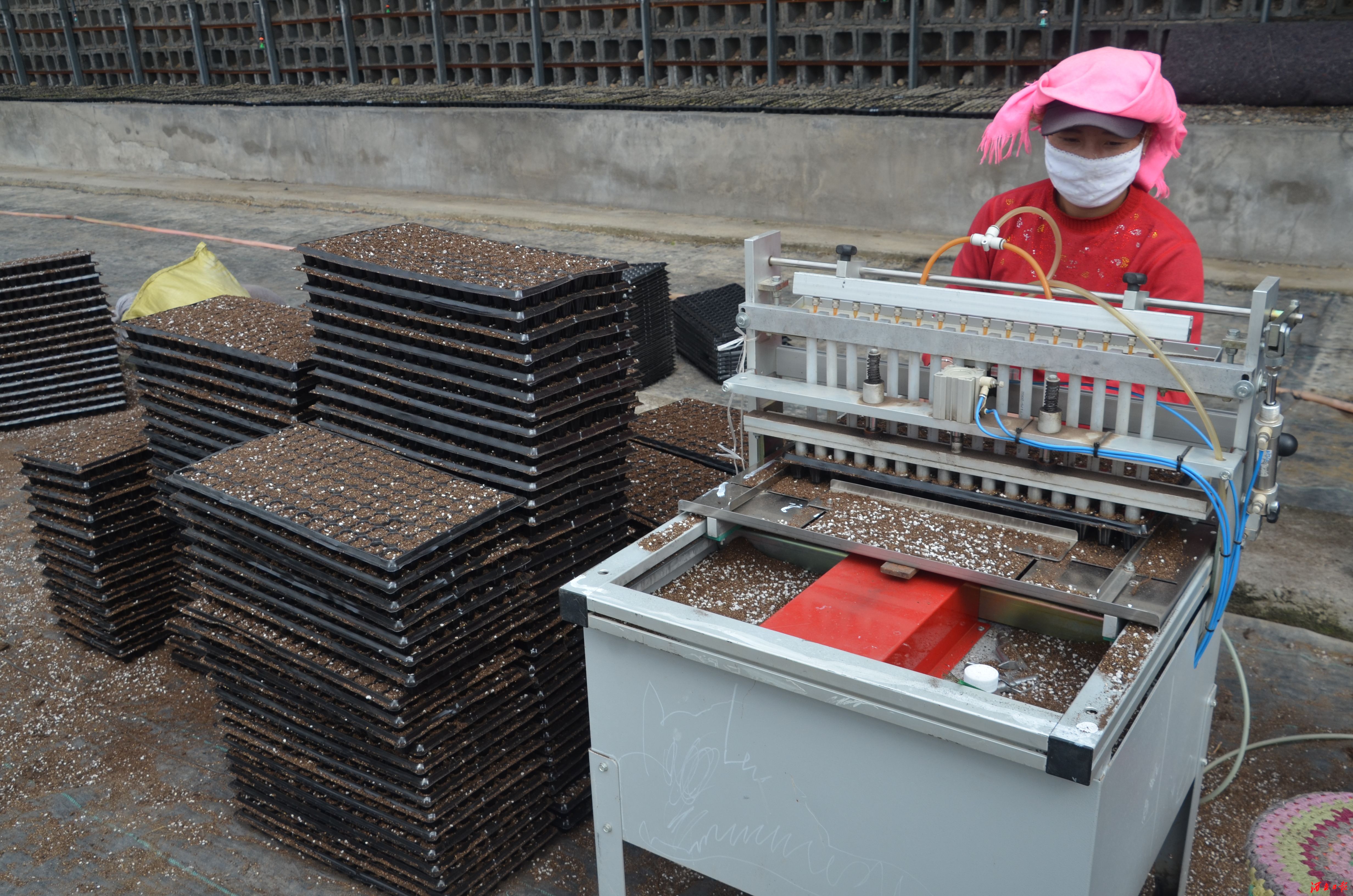 育苗新趋势 就是"穴盘式"