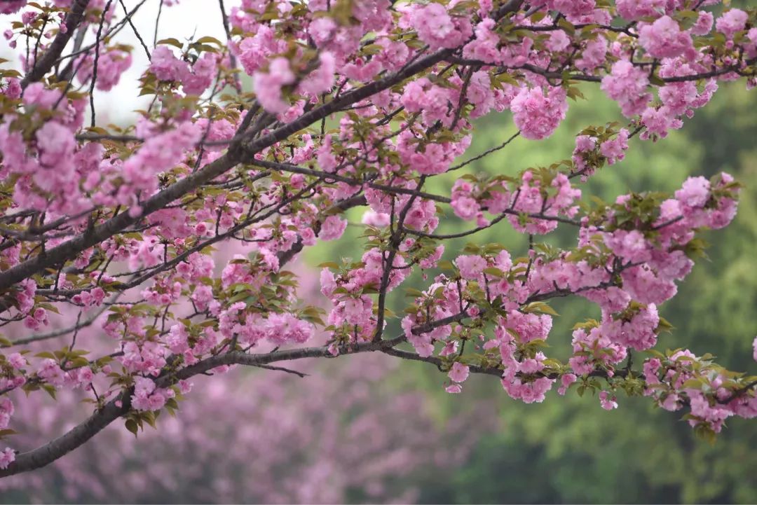 新春特惠丨观音山樱花节套票樱你而来,鼠你好看