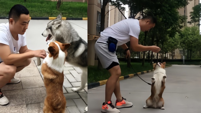 军犬训导员退伍成宠物训犬师拆家二哈被训成乖巧狗狗