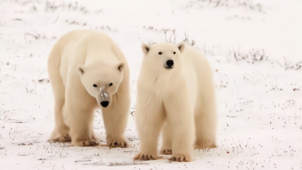 《自然》杂志刊发研究：北极熊或将于本世纪末灭绝