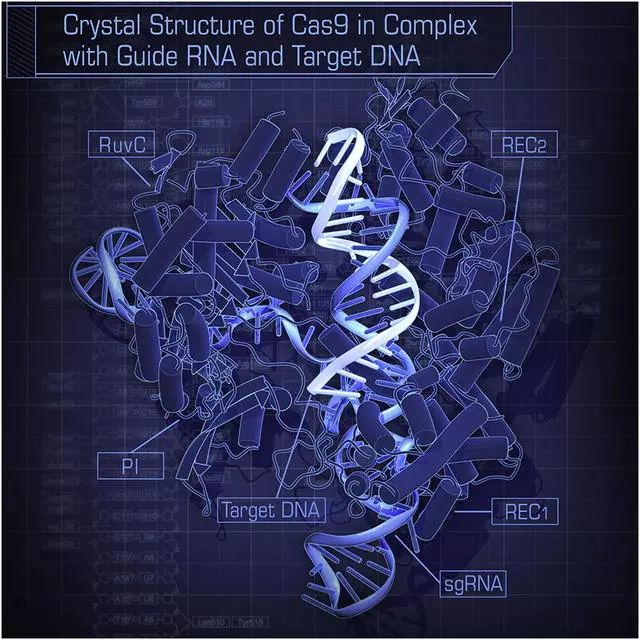 Cas9与引导RNA和目标DNA结合时的晶体结构示意图。图片来源:doi.org/10.1016/j.cell.2014.02.001