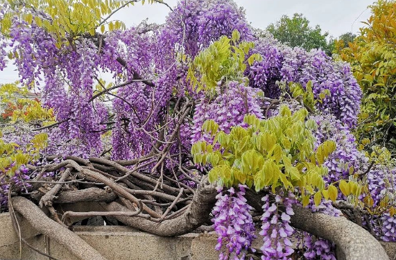 紫藤花如一串串风铃挂满枝头 远远望去如一片紫色的海洋 扑鼻而来的更