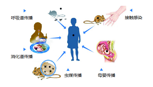 复工包车务工人员病亡,汉坦病毒,究竟是何方神圣?