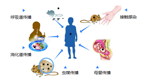 埃博拉病毒传播图片