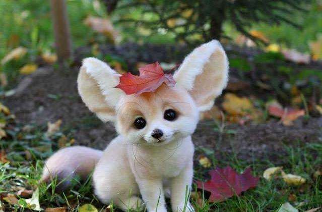 动妖局萌宠乐园之世界上最小的犬科动物耳廓狐的详细介绍