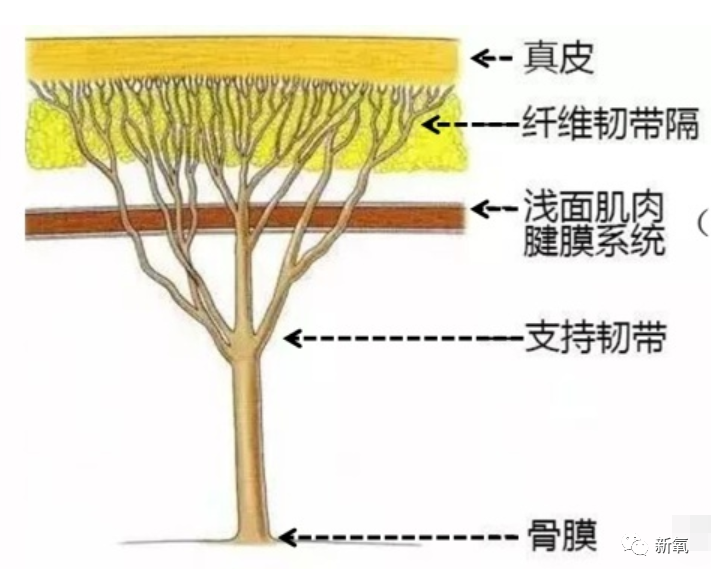 我們對面部的幾個層次應該不陌生了,脂肪層,筋膜層等等,以往都強調