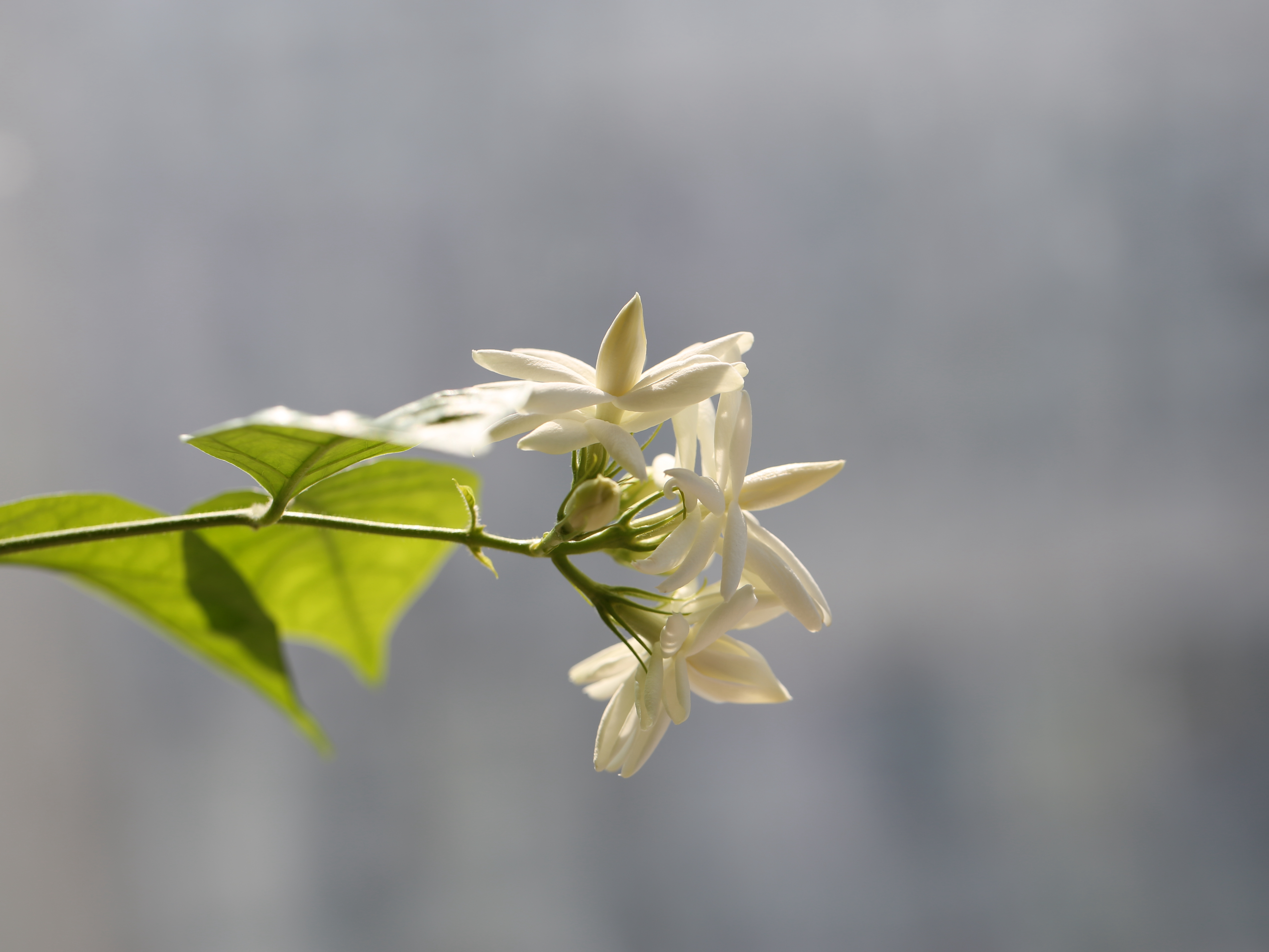 茉莉花(jasminum sambac),木犀科素馨属,灌木.