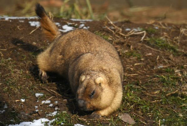 冬眠的土拨鼠