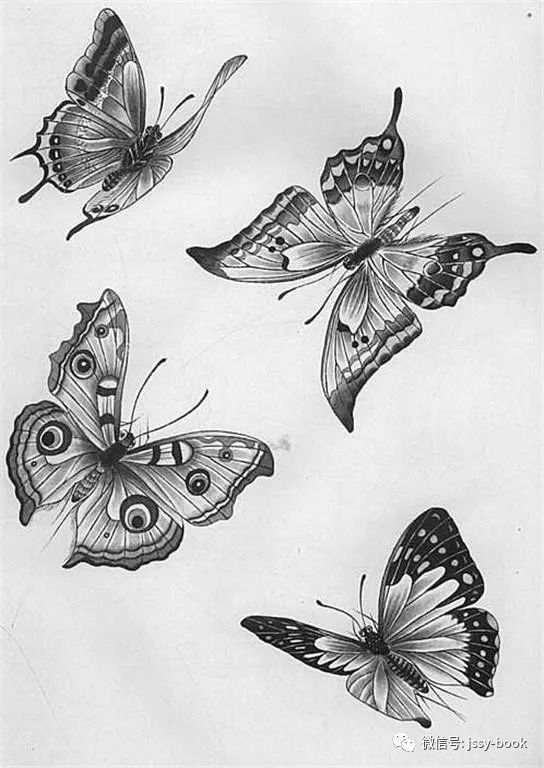 蝴蝶白描