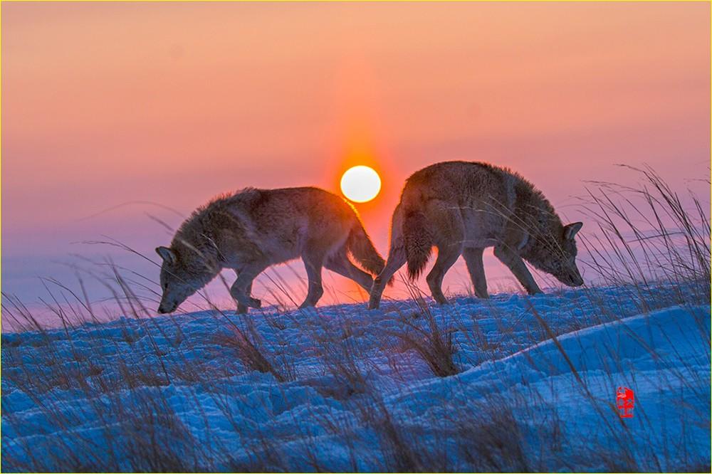 《夕阳西下》—— 草原狼__凤凰网