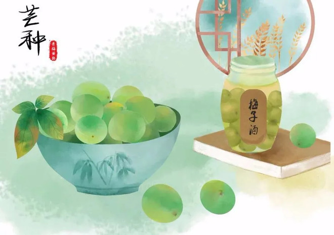 溜溜梅66中国青梅节人民日报推荐芒种吃梅