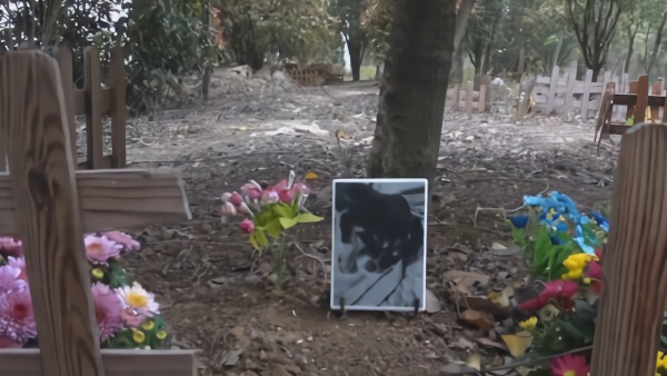 “它”经济崛起：2019年中国城镇宠物消费市场破2千亿元