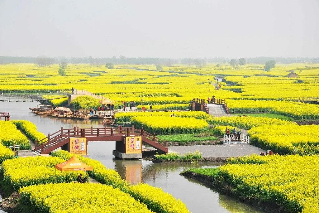 南京油菜花景点在哪里图片