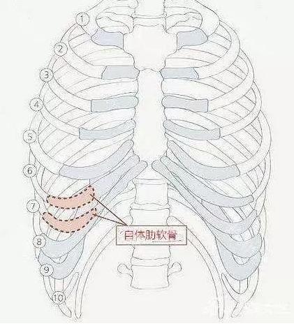 正常宝宝胸廓图片图片