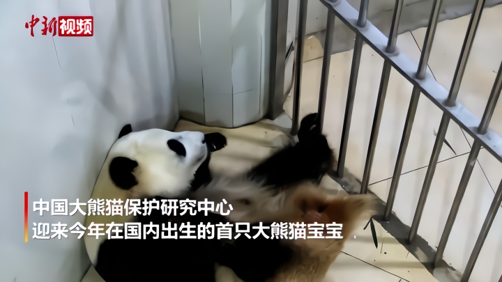 大熊猫“鑫鑫”产下一只大熊猫幼仔