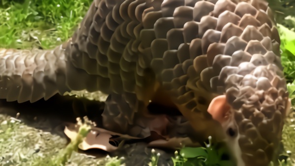 穿山甲升至中国国家一级保护动物