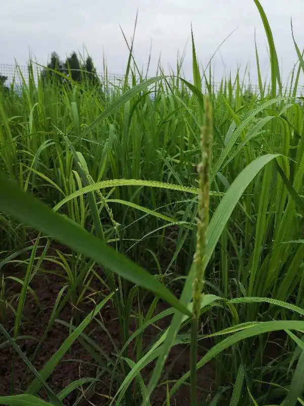 山西全面引进有机旱稻种植技术__凤凰网