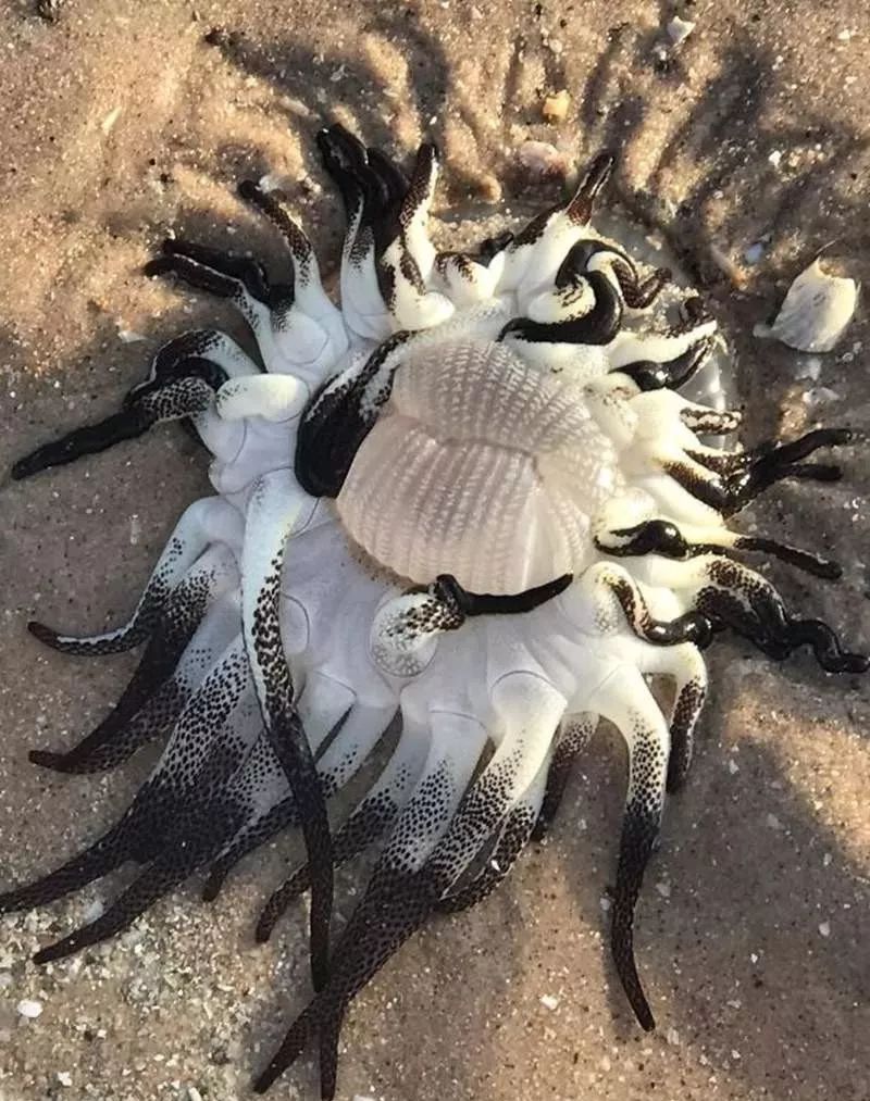 9,巨型蛇鳗超像电影里出现的异生物(抖)