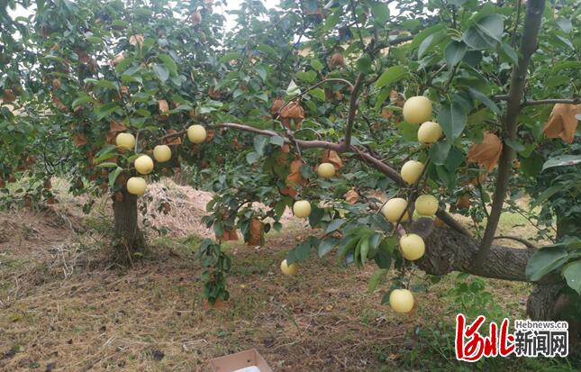 探秘河北晋州市马于镇农业产业强镇之路