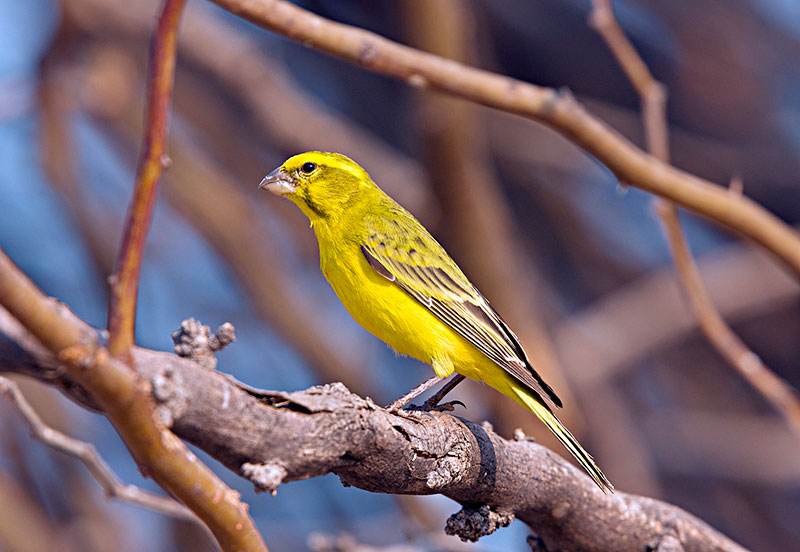 动妖局萌宠乐园之笼中的贵族金丝雀的详细介绍