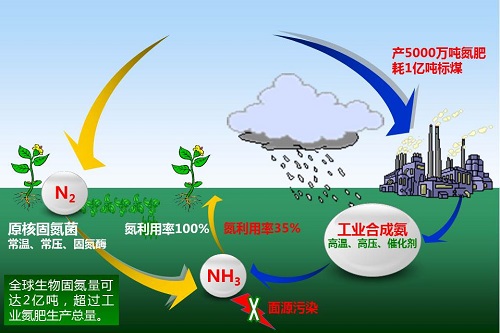 替代氮肥生物固氮有了路线图