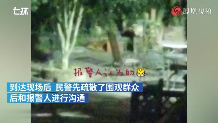 村民发现“老虎”吓得报警，民警全副武装抓获一只金毛犬
