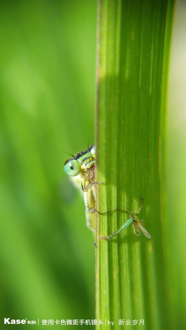 偶然捕捉到的昆虫微距摄影手机拍摄