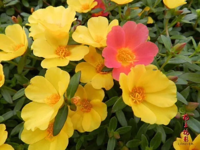 几种特别低矮的铺地植物 养石板路旁边最是适合 凤凰网