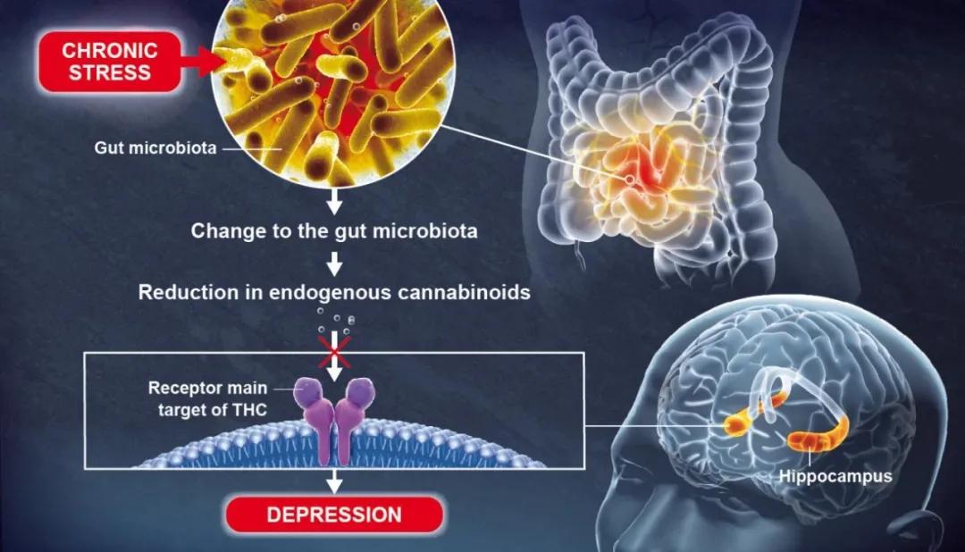 别小看微生物，你的抑郁可能是因为肠道菌群失调_凤凰网