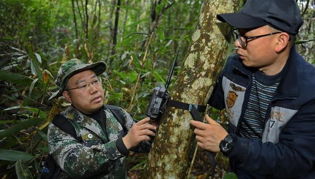 近年来,福建武夷山国家公园不断扩大野生动物监测范围,在自然保护区