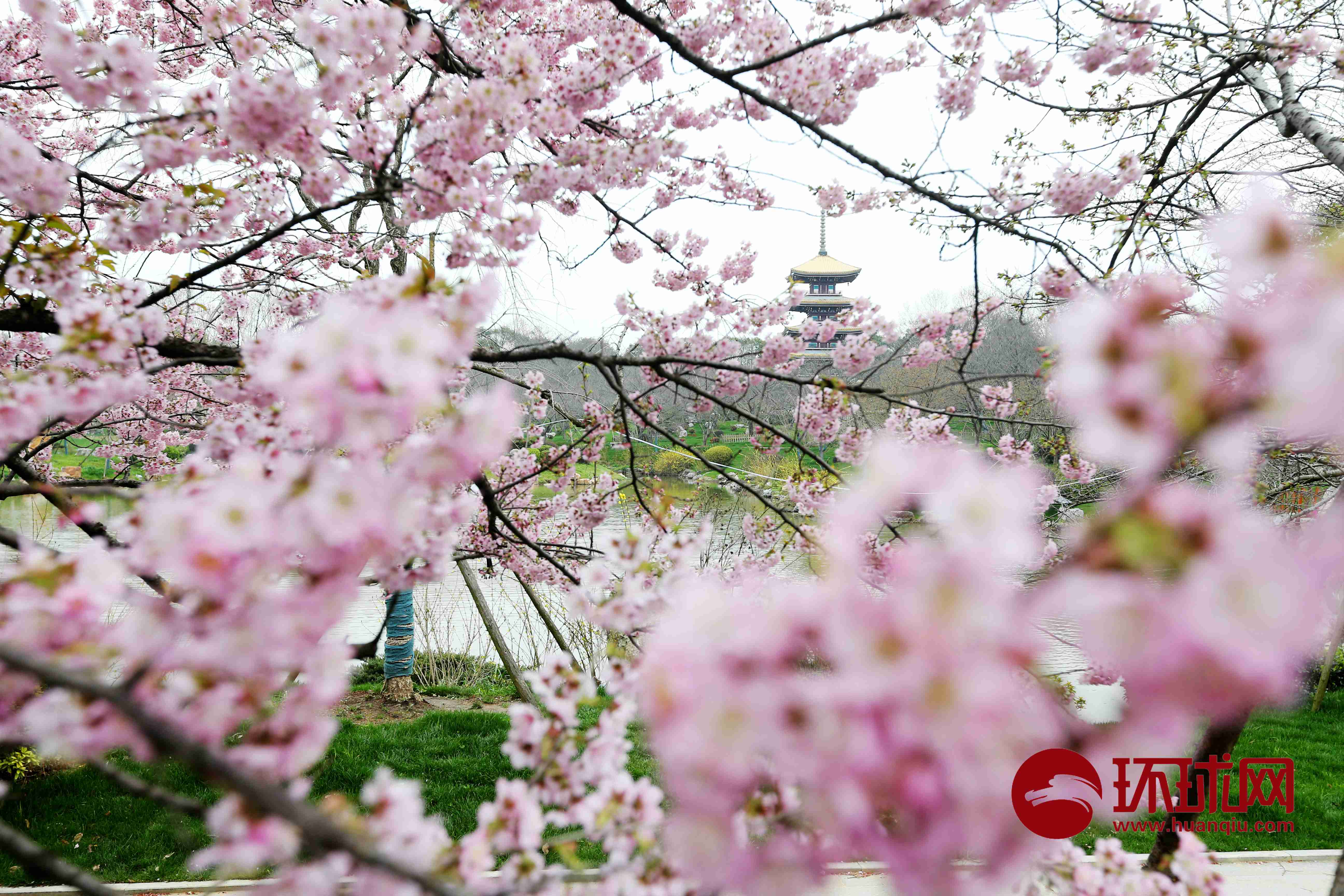 三月第一天樱花依旧开武汉东湖樱花园樱花开始绽放
