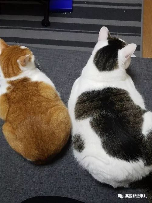 同一天出生的花猫姐妹怎么就一个胖成球一个瘦了腰