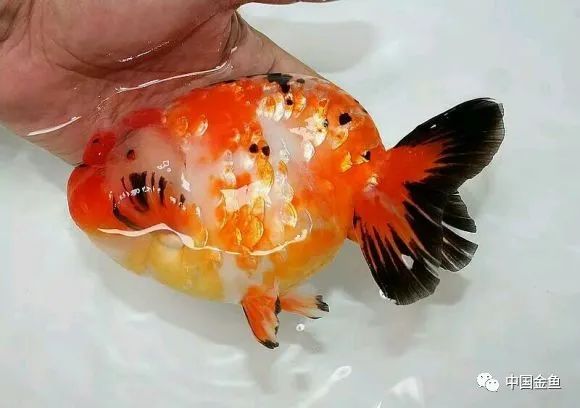 无腿吸金兽