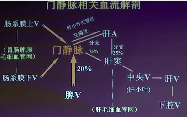 来源:课程截图谈到具体解剖结构,首先要了解门静脉相关的血流解剖.
