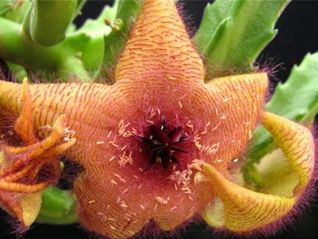 大花犀角又叫海星花.