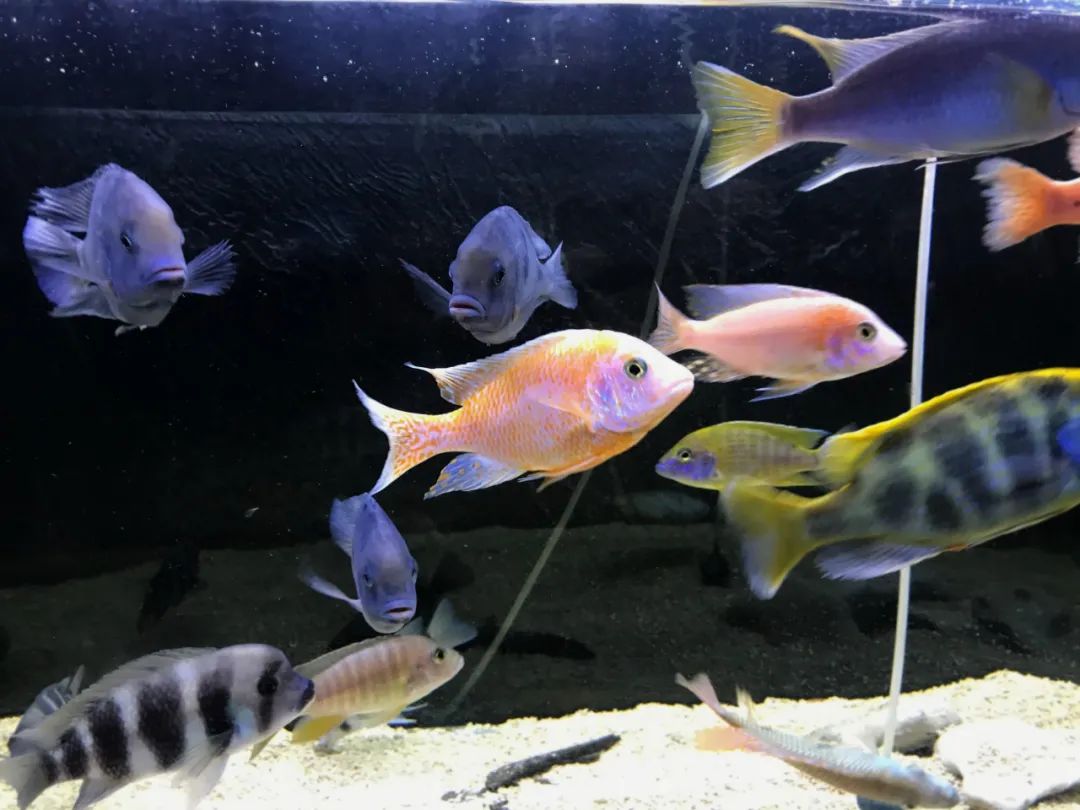 鱼缸密度参考,多大的缸养多少鱼,有固定标准吗