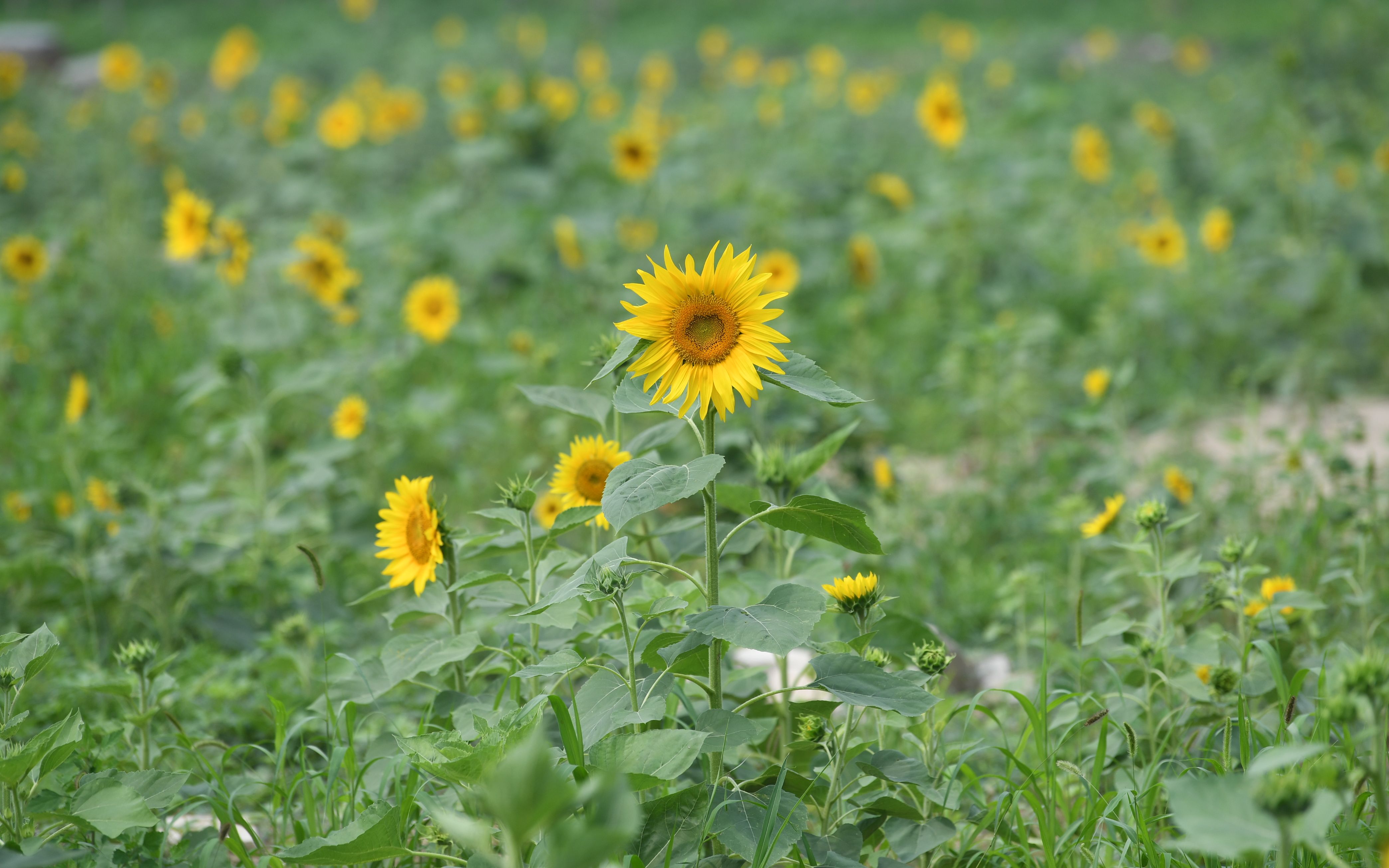大兴区皮各庄村 大片向日葵盛放自成花海