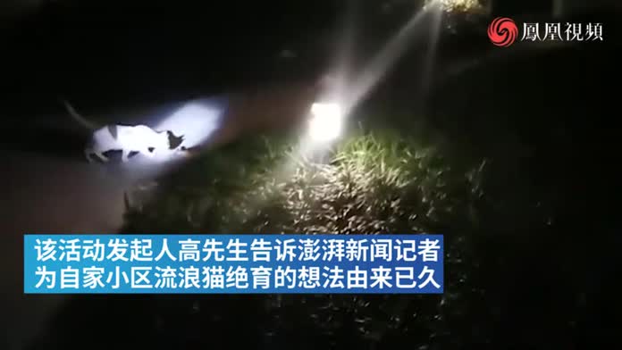 上海市民众筹为小区流浪猫绝育：如何与之共存更值得被讨论