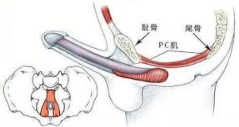 说一说我锻炼pc肌肉时,遇到的情况吧