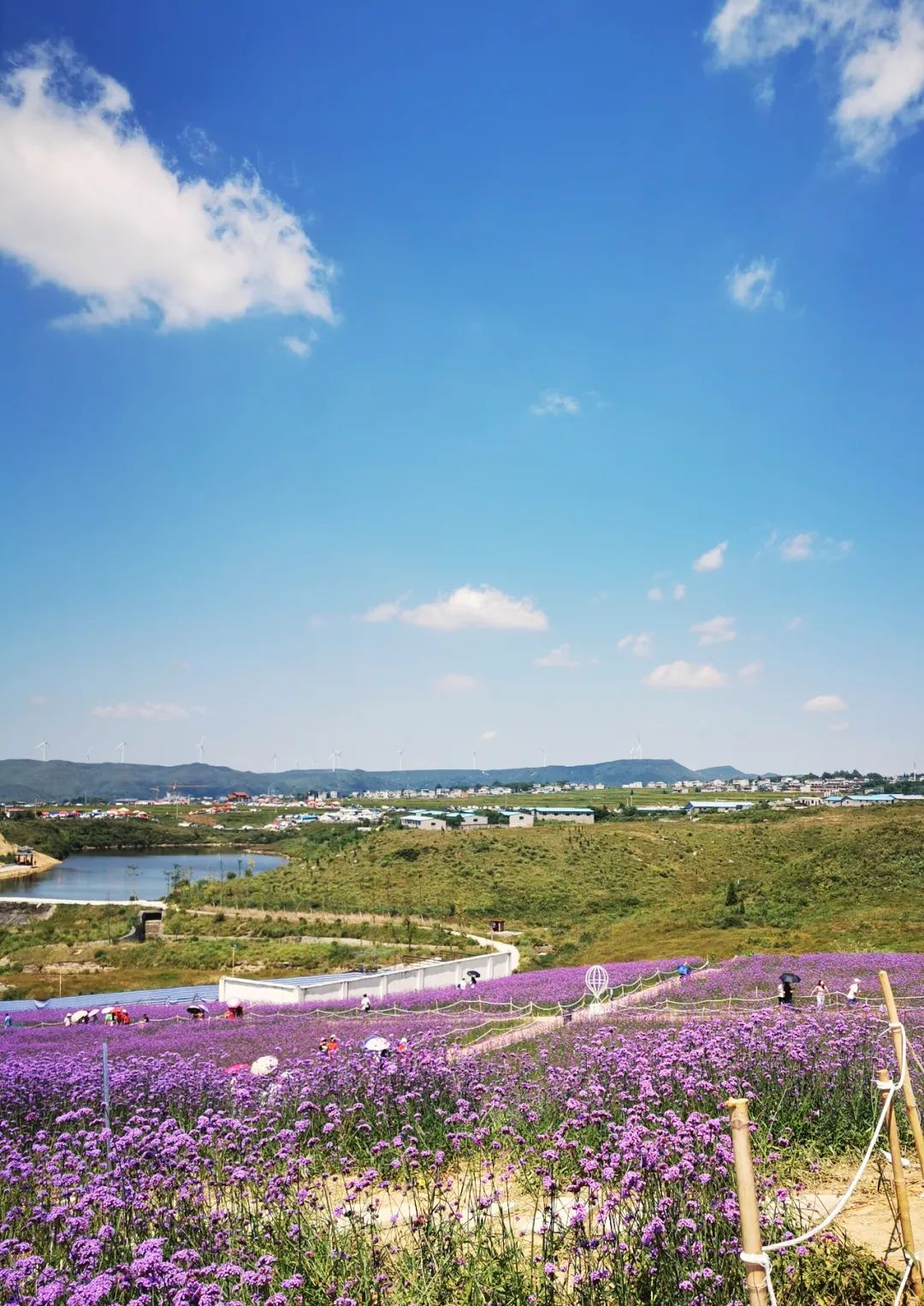 快去打卡!贵阳这片新晋网红"紫色花海",已美成天堂模样