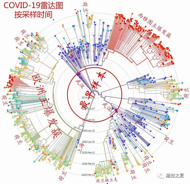 (covid-19系統發育樹輻射雷達圖,按時間順序,截止到3月24日) 歐洲的主