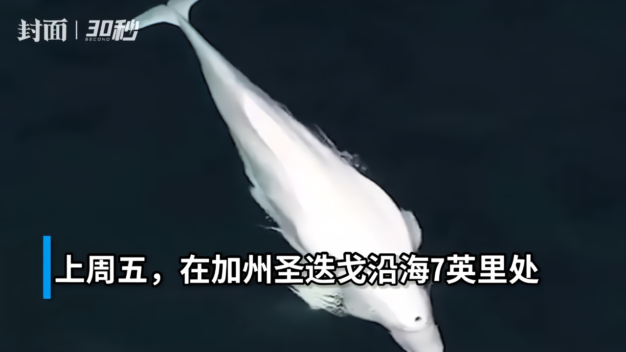 30秒｜白鲸首次现身美国加州海域，本应居住在北冰洋等较寒冷区域