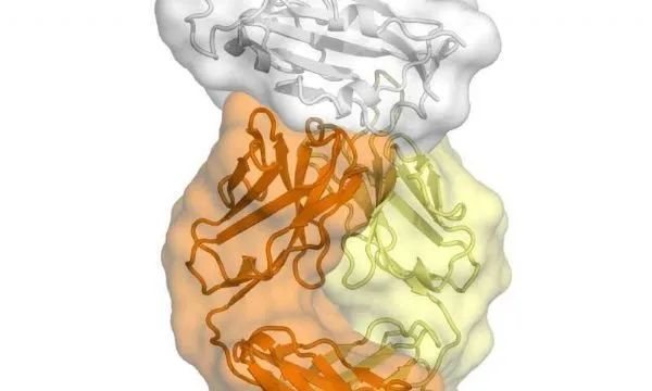 Science：突破！冠状病毒的致命弱点或是其与SARS抗体的结合位点