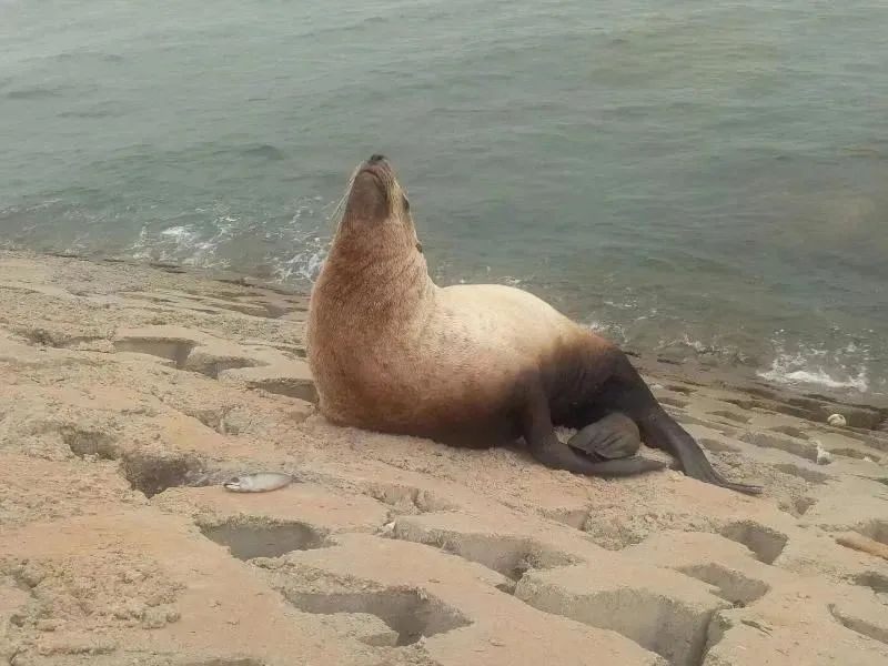 北海狮略显笨拙地爬上岸,地点距原现身地五百多米的位置,趴在岸边的