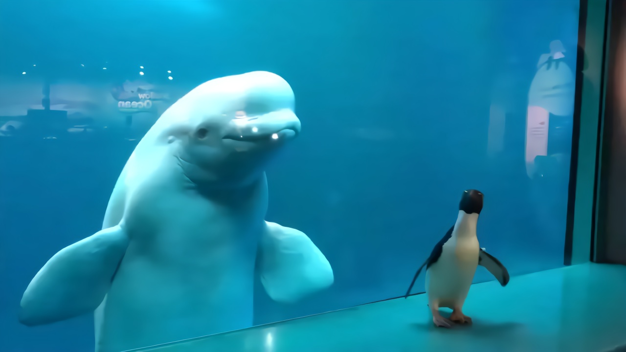 闭馆中的芝加哥水族馆，可爱的小企鹅到处闲逛。白鲸集体围观