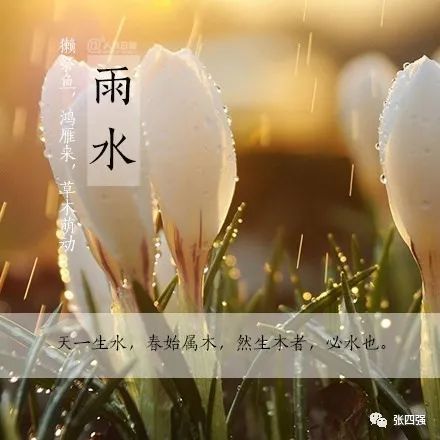 雨水:春雨一滴贵如油,一年命运在枝头!
