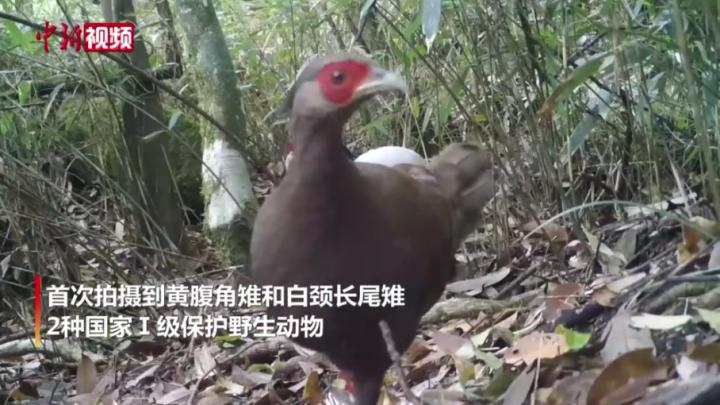 湖南九嶷山首次拍摄到多种珍稀野生动物