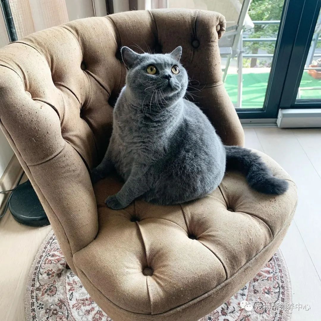 英短胖成一个"大圆球",得知它的食量后,网友们下巴都惊掉了