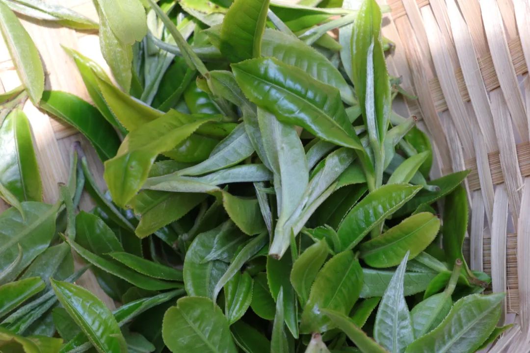 古树327年产多少曼松乔木如何培植曼松土有何特点