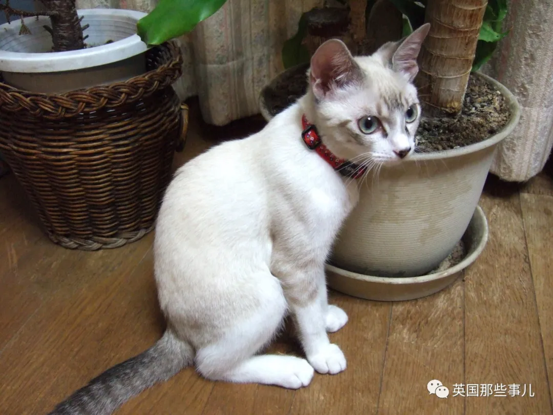 养暹罗猫等于拆盲盒?日渐变黑就算了,咋还能长成肥橘和三花?__凤凰网